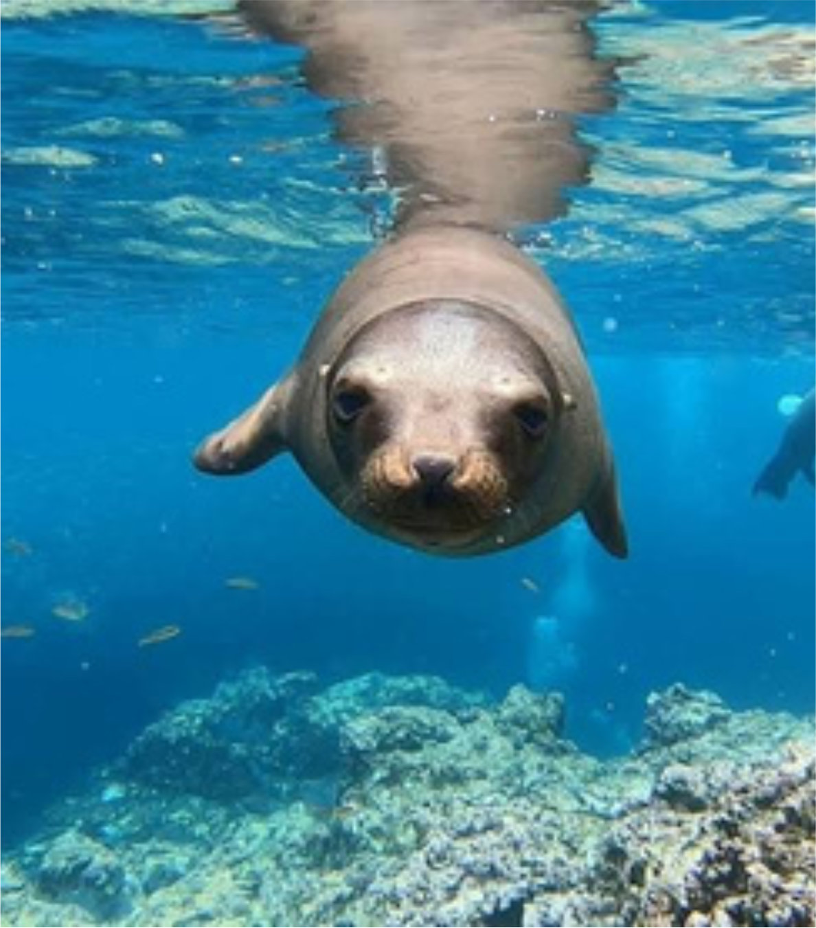 Combo Tiburón ballena + Isla del Espíritu Santo