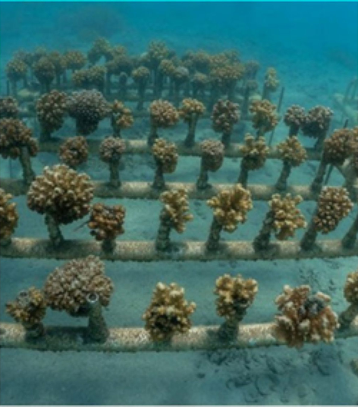 Jardín de Corales Snorkel Tour